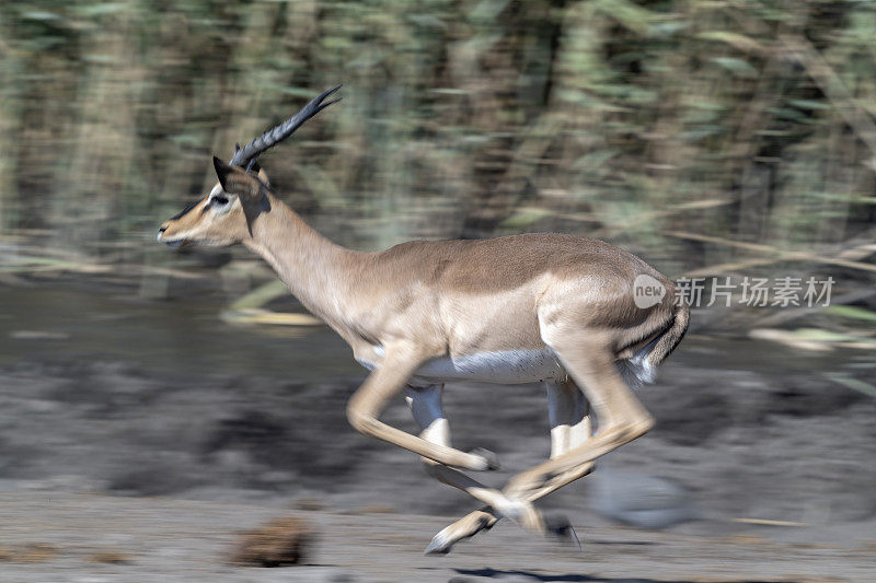 Running Female Impala, Etosha国家公园，纳米比亚